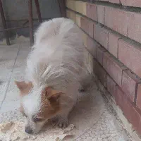 توله نرماده پاکوتا