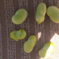 باقالی