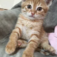 اسمم پرتقاله