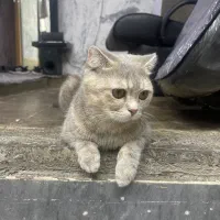 گربه ماده بریتیش