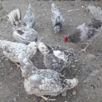 تخم نطفه دار گلین
