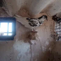 کبوتر بوم