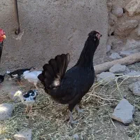 مرغ کرچ گلین با جوجه هاش