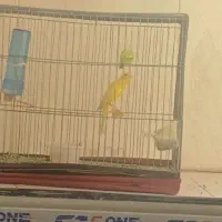قناری نر شلاقی درجه۱
