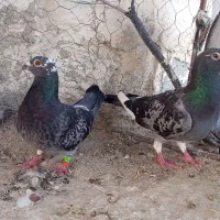 کبوتر سبز وقره کوهی نرو ماده