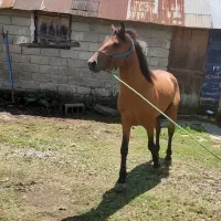 اسب نریون ومادیون
