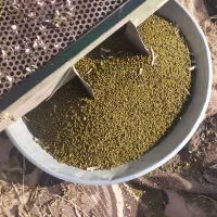 ماش ارتشی|خوردنی و آشامیدنی|گتوند, |دیوار