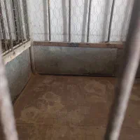 قفس مرغ و خروس