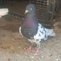 تعدادی کبوتر