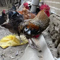 خروس محلی