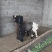 فروش ۳تا بره قوچ بختیاری خوش رنگ