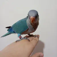 راهب آبی