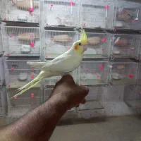 طوطی.عروس هلندی اهلی