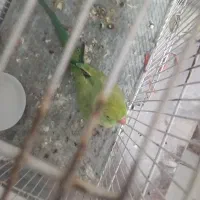 طوطی