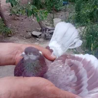 کبوتر|پرنده|ملارد, |دیوار