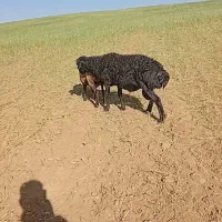 قوچ