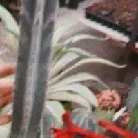 کاکتوس|گل و گیاه طبیعی|قم, صفائیه|دیوار