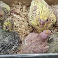 عروس هلندی سرلاکی