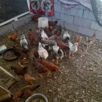جوجه مرغ و خروس