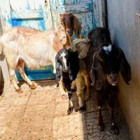 دو عدد بز همراه با دو عدد بزغاله یکی نر یکی ماده