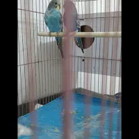 مرغ عشق