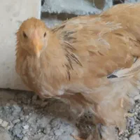 نیمچه جوجه برهما