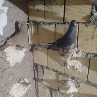 کفتر|پرنده|رفسنجان, |دیوار