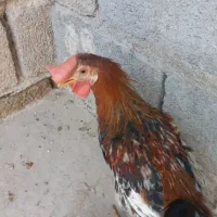 خروس