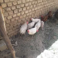 مرغ|حیوانات مزرعه|خزل, |دیوار