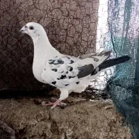 کفتر
