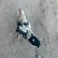خروس چابهاری با جوجه محلی اصلی