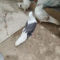 سه تا دوکت دوتا طوقی