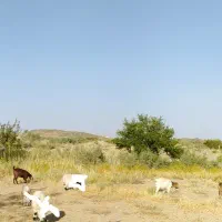 مری بز در چشمه زیارت