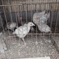 مرغ|حیوانات مزرعه|اردبیل, |دیوار