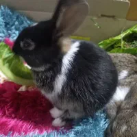 خرگوش نرو ماده بالغ و بچه خرگوش