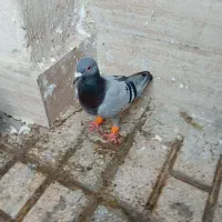 3 تا کفتر نر پرشی