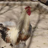 فروش مرغ محلی جوان و خروس بزرگ محلی