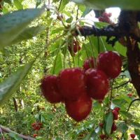 گیلاس تکدانه واسرائیلی وآلبالو