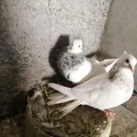 کلاغ زرد و قهوه ای و طوقی الماسی و لیمویی