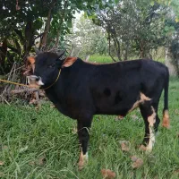 ورزا کوله چالوسی