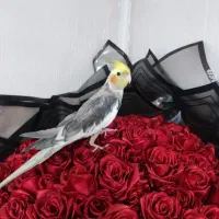 عروس هلندی نر