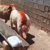 بره قوچی سنجابی اصیل.