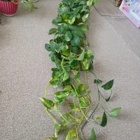 گل شاداب و سر حال