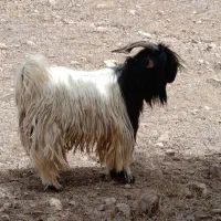 تیبز بهده درجه یک