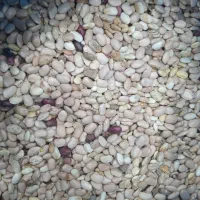 حبوبات|خوردنی و آشامیدنی|خورموج, |دیوار