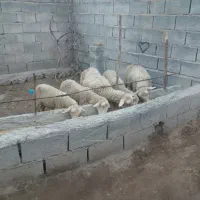 بره ماده لاکن