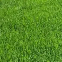 چلتوک فروشی