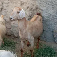 بز ماده ابستن
