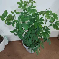 گل خیلی زیباوسر حال