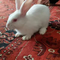خرگوش|موش و خرگوش|باقرشهر, |دیوار
